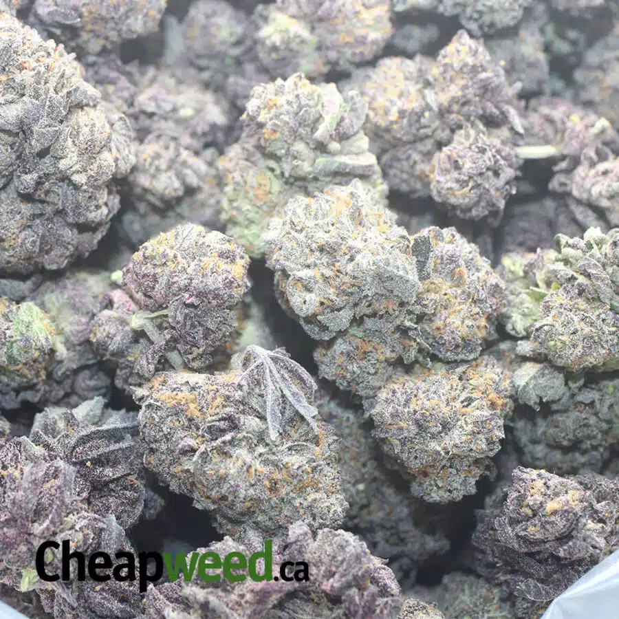 PURPLE COOKIES 1 I Purple Cookies