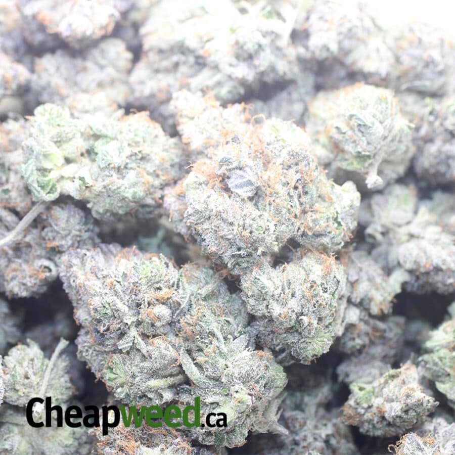 ROCKSTAR KUSH 1 I Rockstar Kush