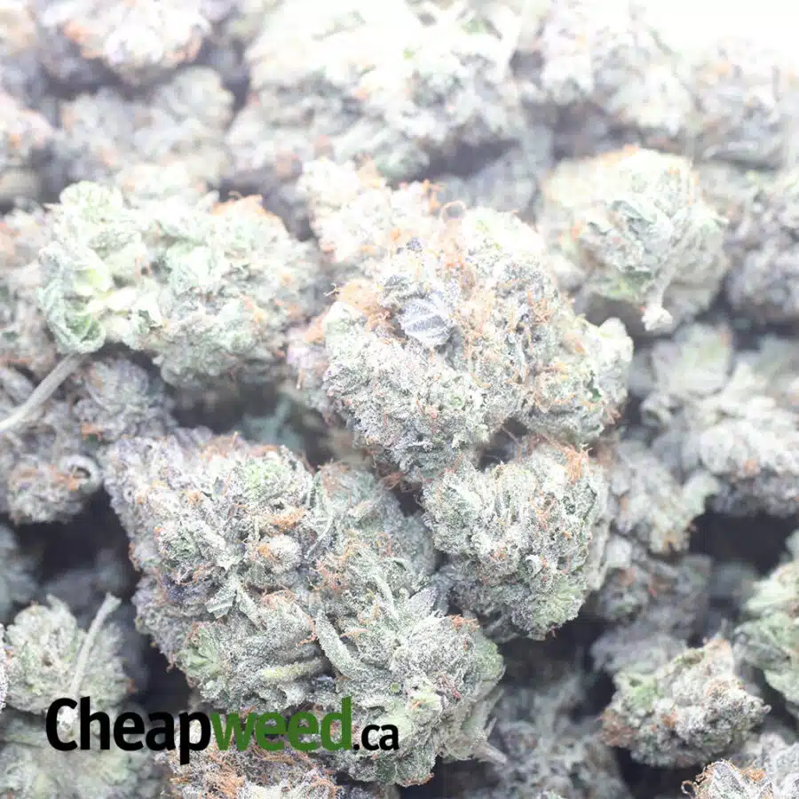 ROCKSTAR KUSH 1 I Rockstar Kush