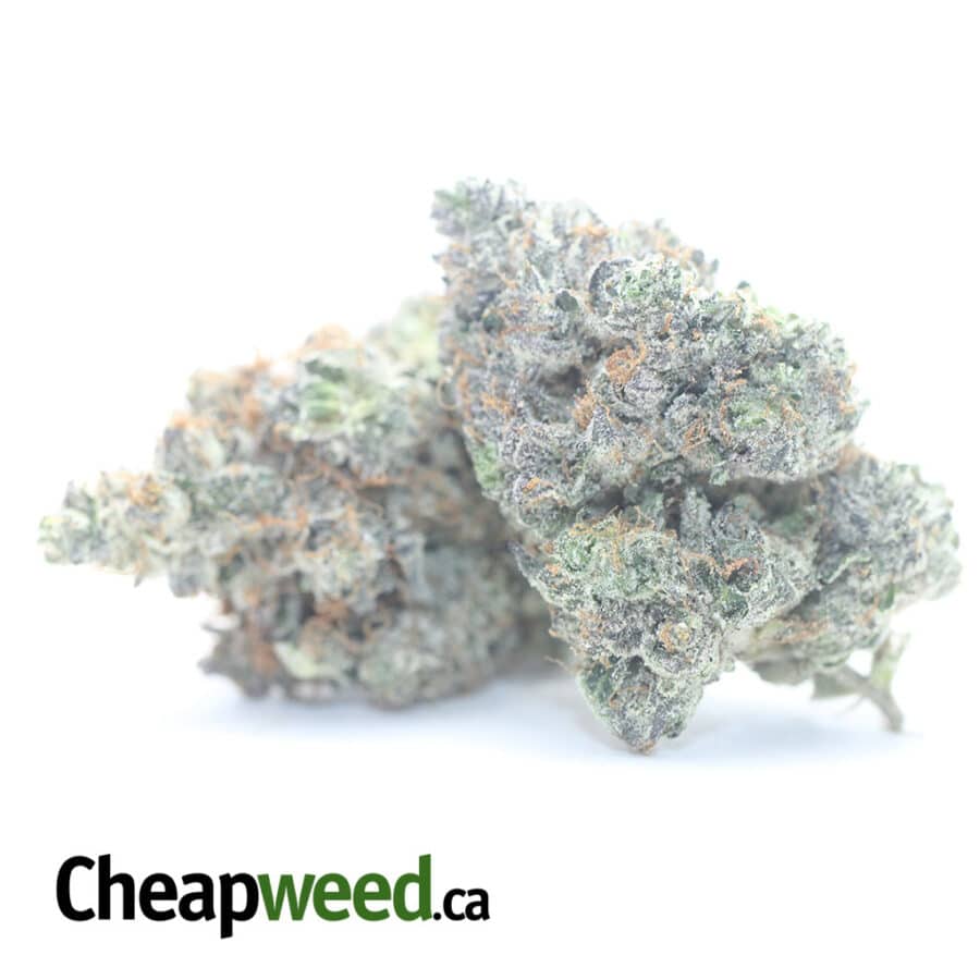 ROCKSTAR KUSH 3 I Rockstar Kush