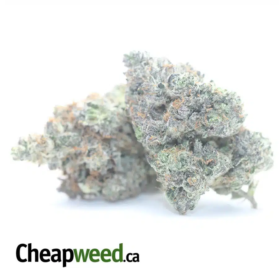 ROCKSTAR KUSH 3 I Rockstar Kush