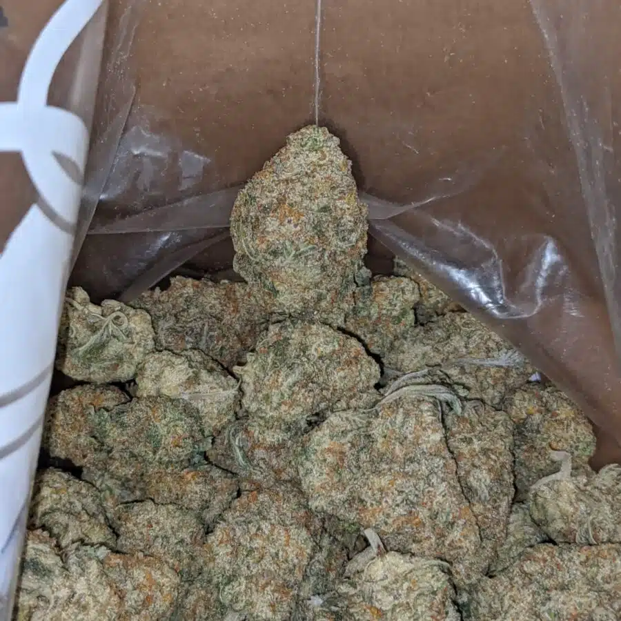 Venom og 2 I Venom OG