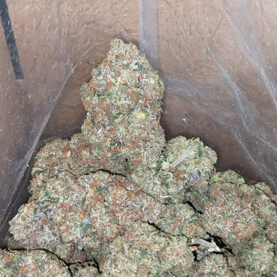tbb 2 I Tony's Bruce Banner