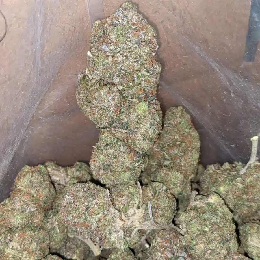 Afghani bull rider 1 I $ 65 Oz - Afghani Bullrider
