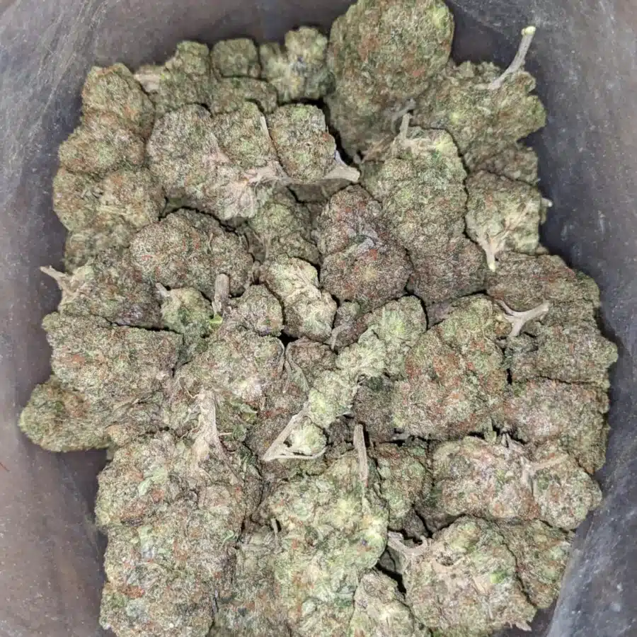 Afghani bull rider 2 I $ 65 Oz - Afghani Bullrider