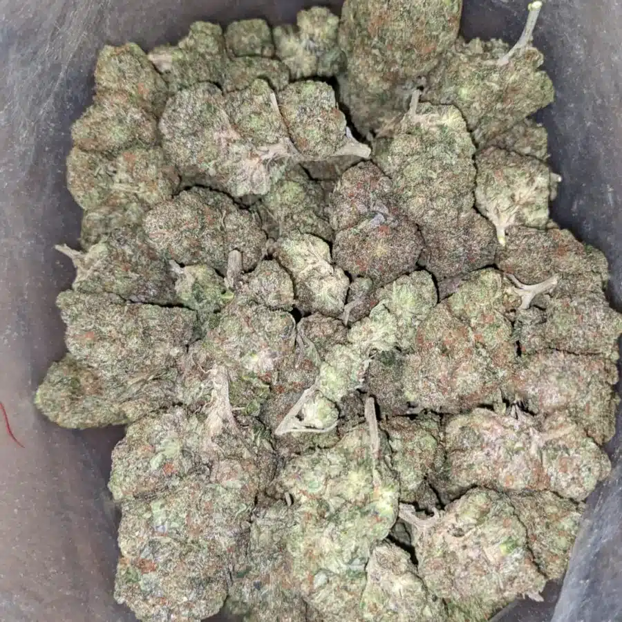 Afghani bull rider 3 I $ 65 Oz - Afghani Bullrider