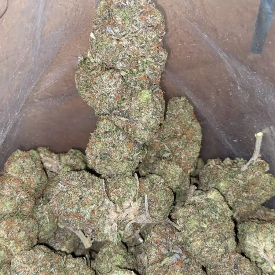 Afghani bull rider 4 I $ 65 Oz - Afghani Bullrider