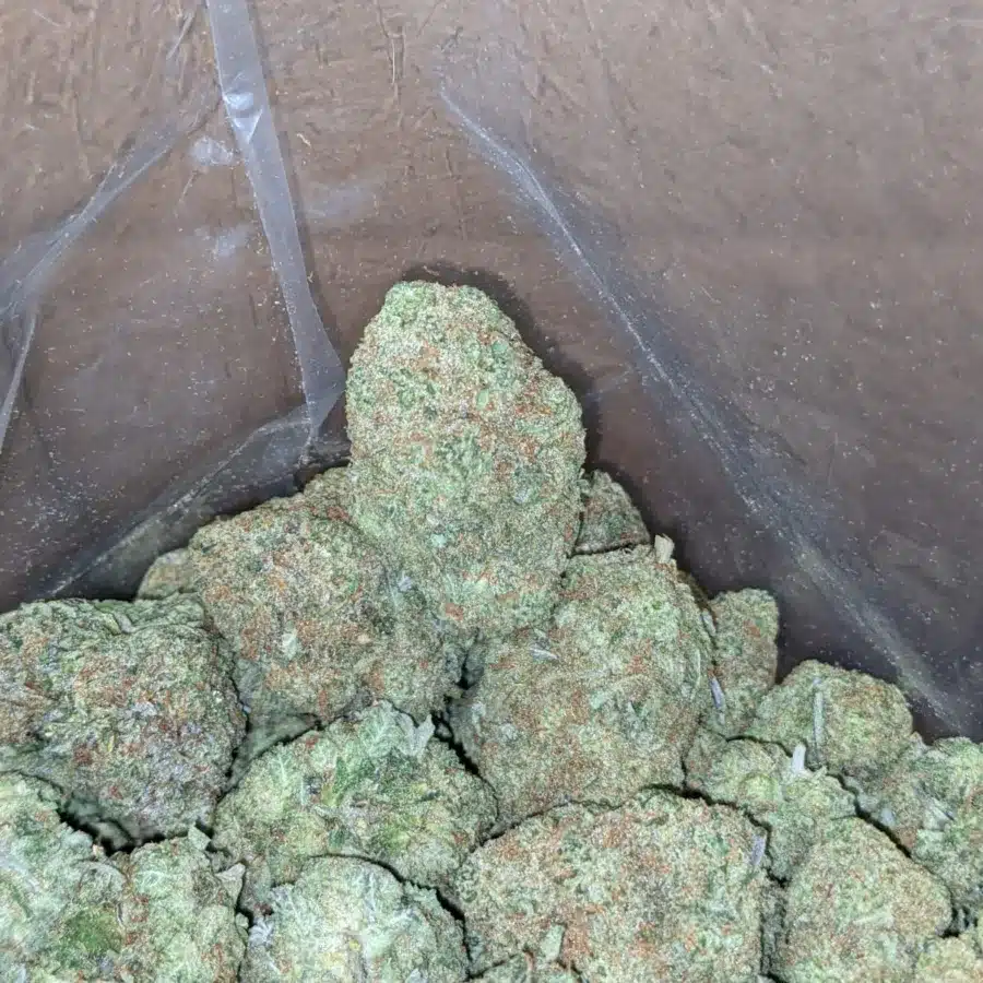 Blue Hawaiian 1 I Blue Hawaiian