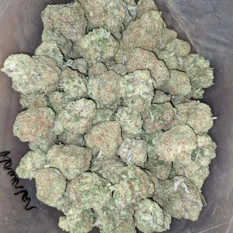Blue Hawaiian 2 I Blue Hawaiian