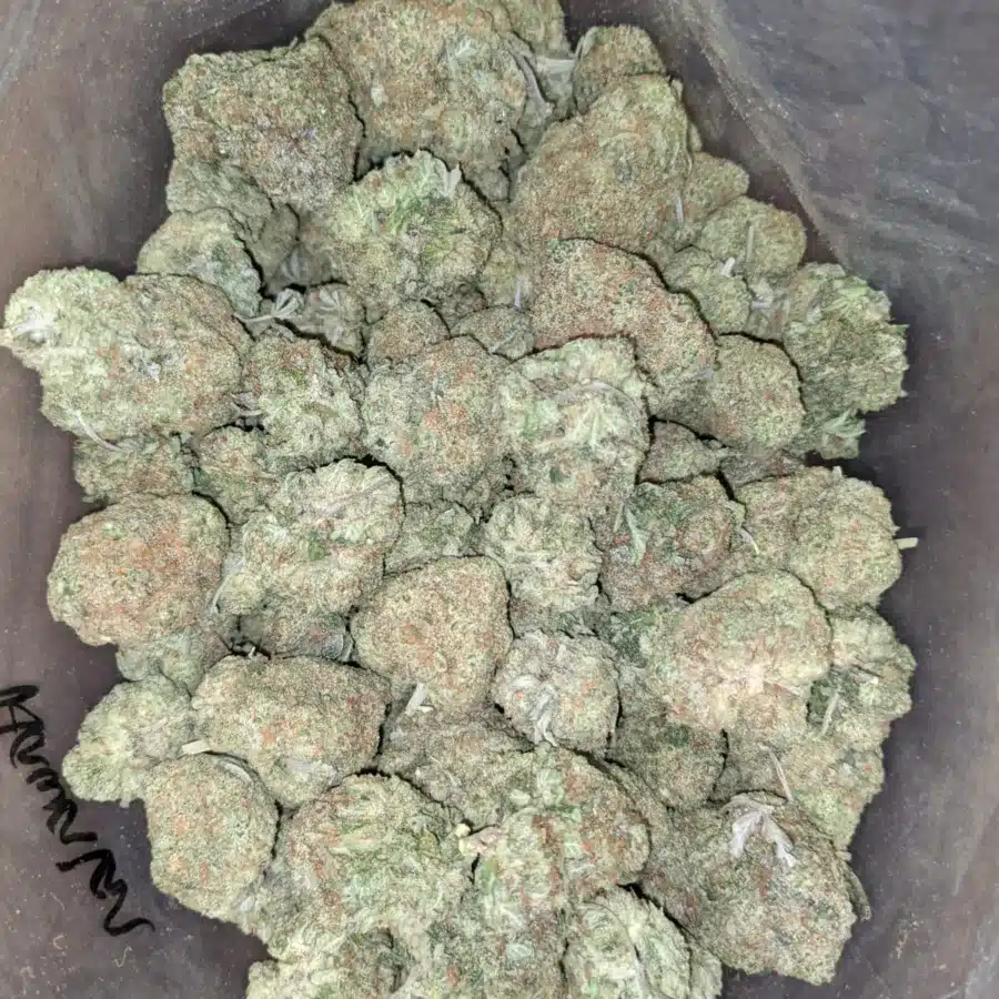 Blue Hawaiian 3 I Blue Hawaiian