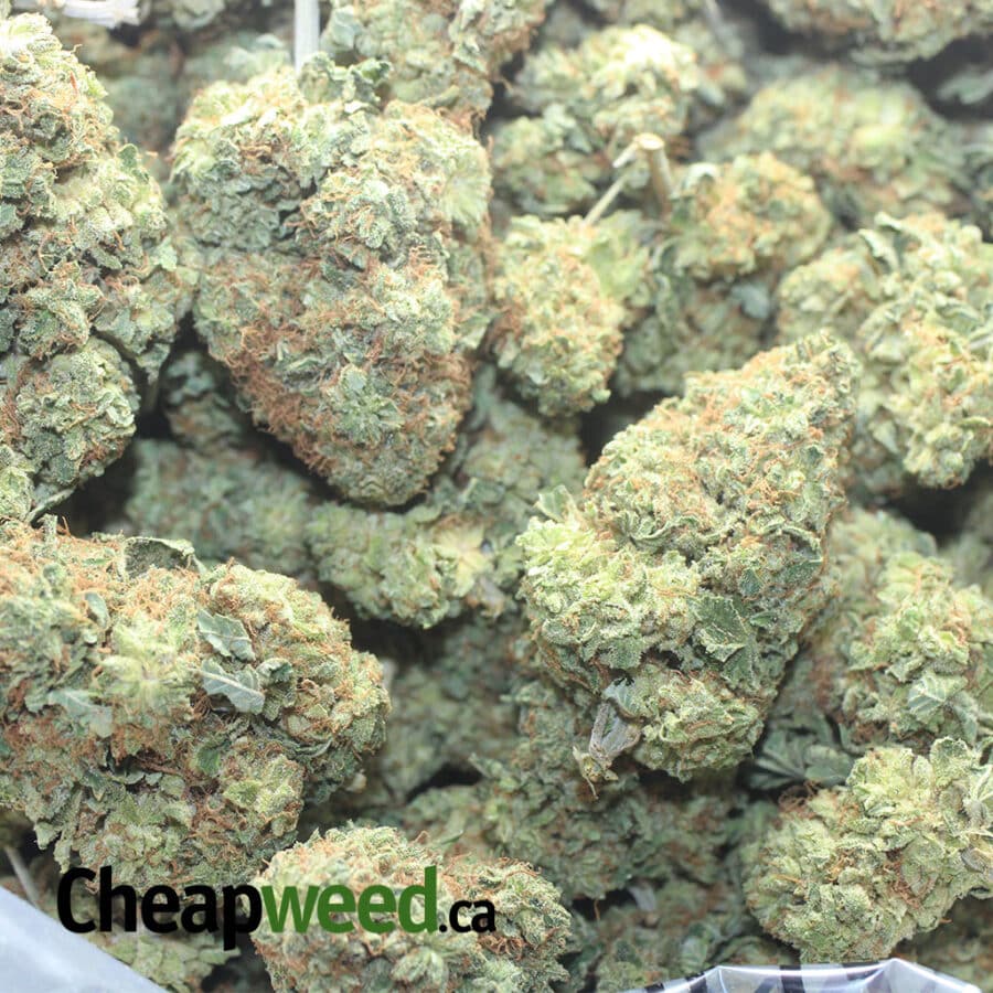 CRITICAL KUSH 1 I Critical Kush