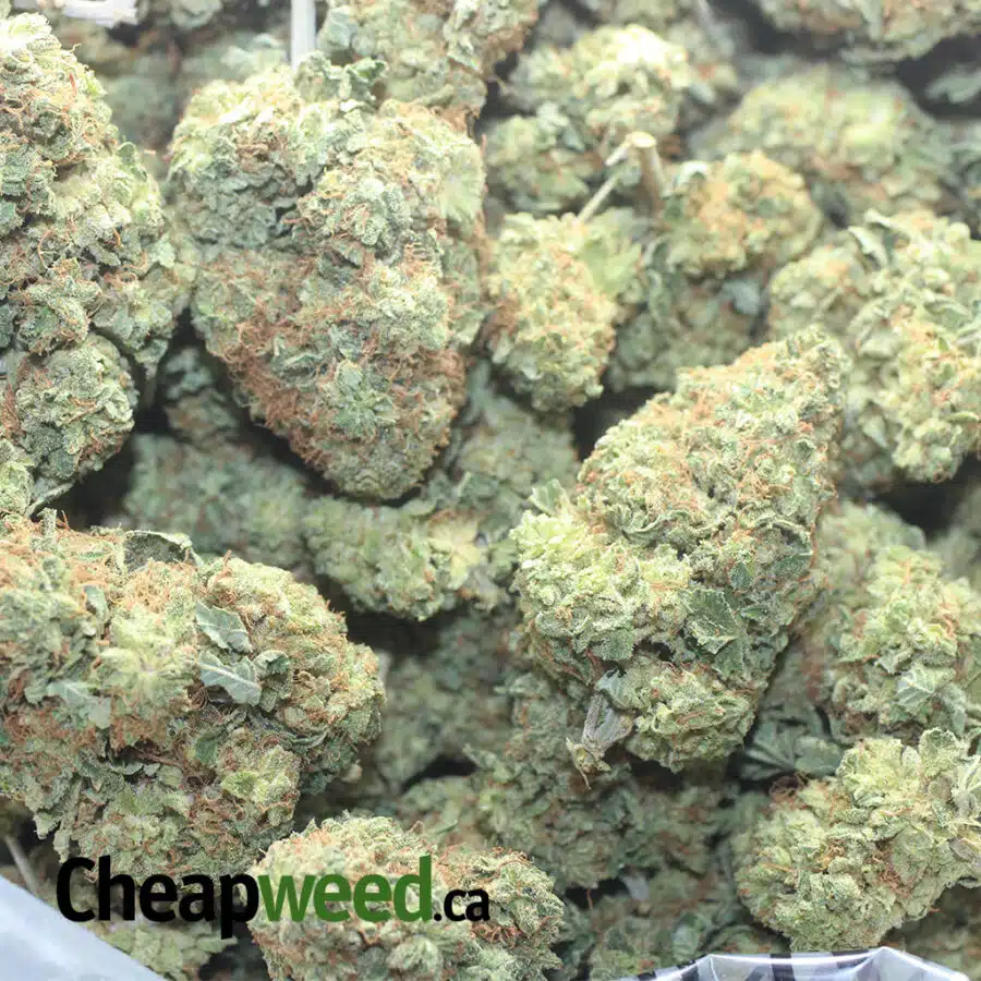 CRITICAL KUSH 1 I Critical Kush