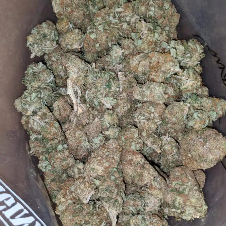 Alternative view of Funky Lemon