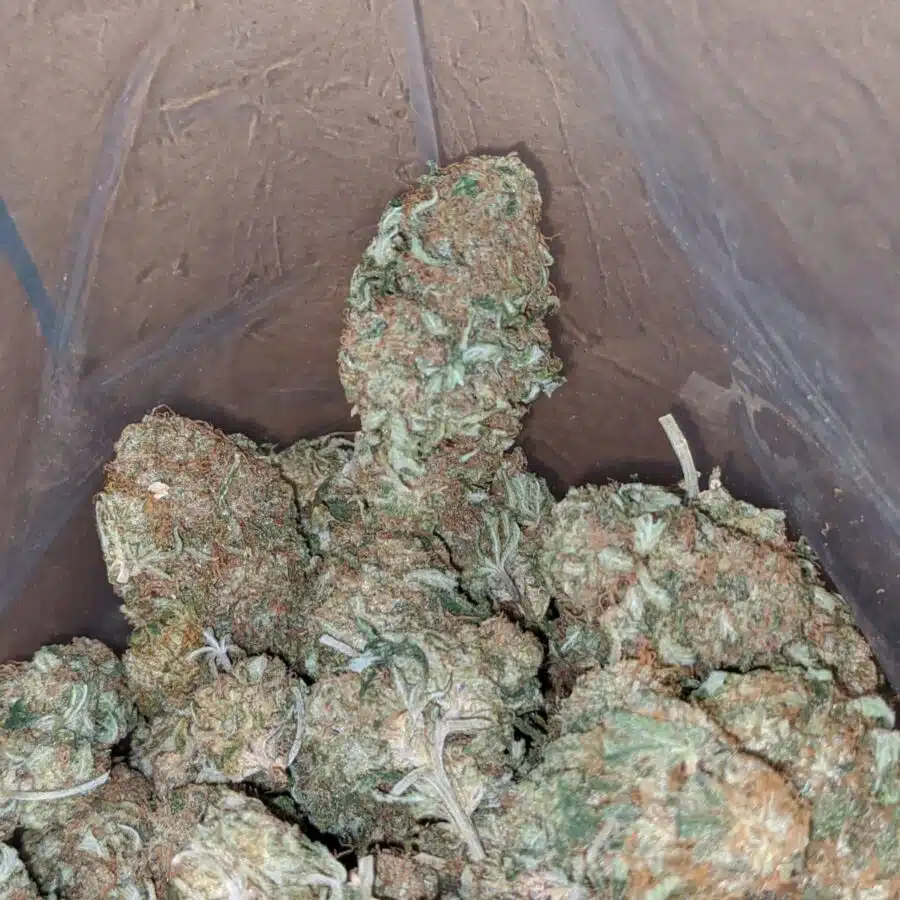 FUNKY LEMON 3 I Funky Lemon