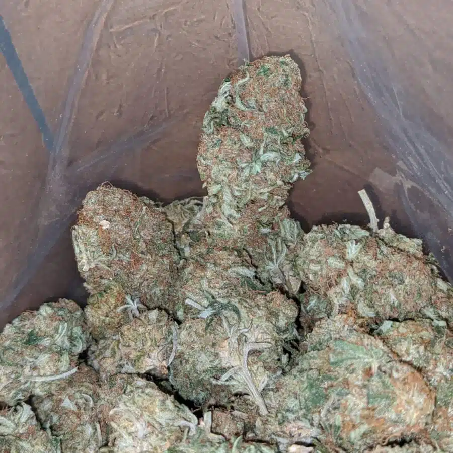 FUNKY LEMON 4 I Funky Lemon