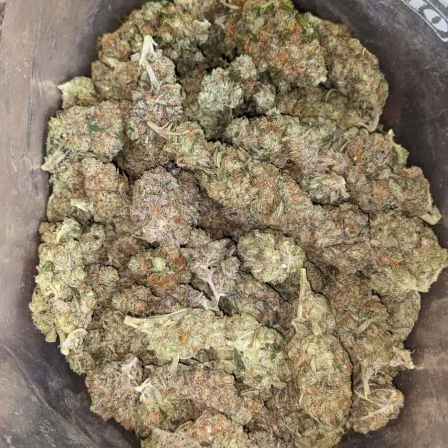 Gorilla glue 4 1 I Gorilla Glue #4