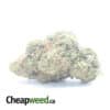 Island Skunk