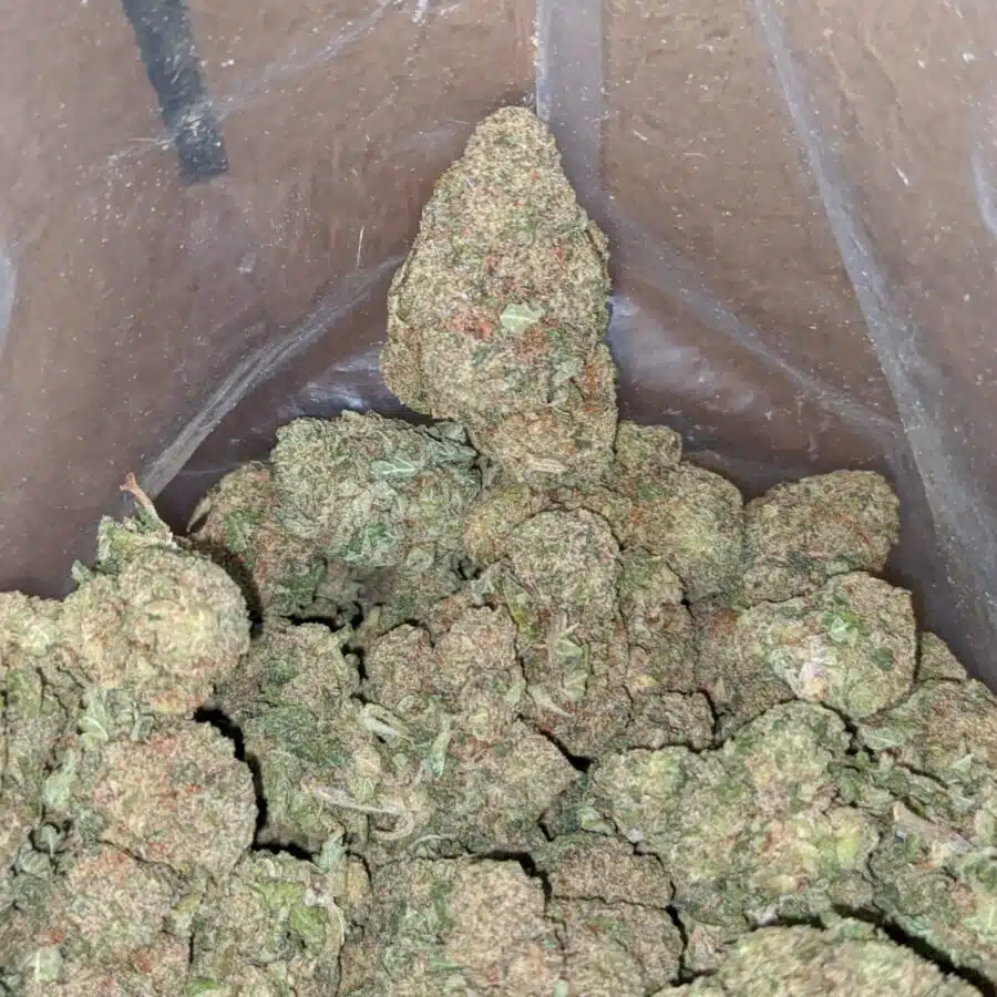 Island skunk 2 I Island Skunk