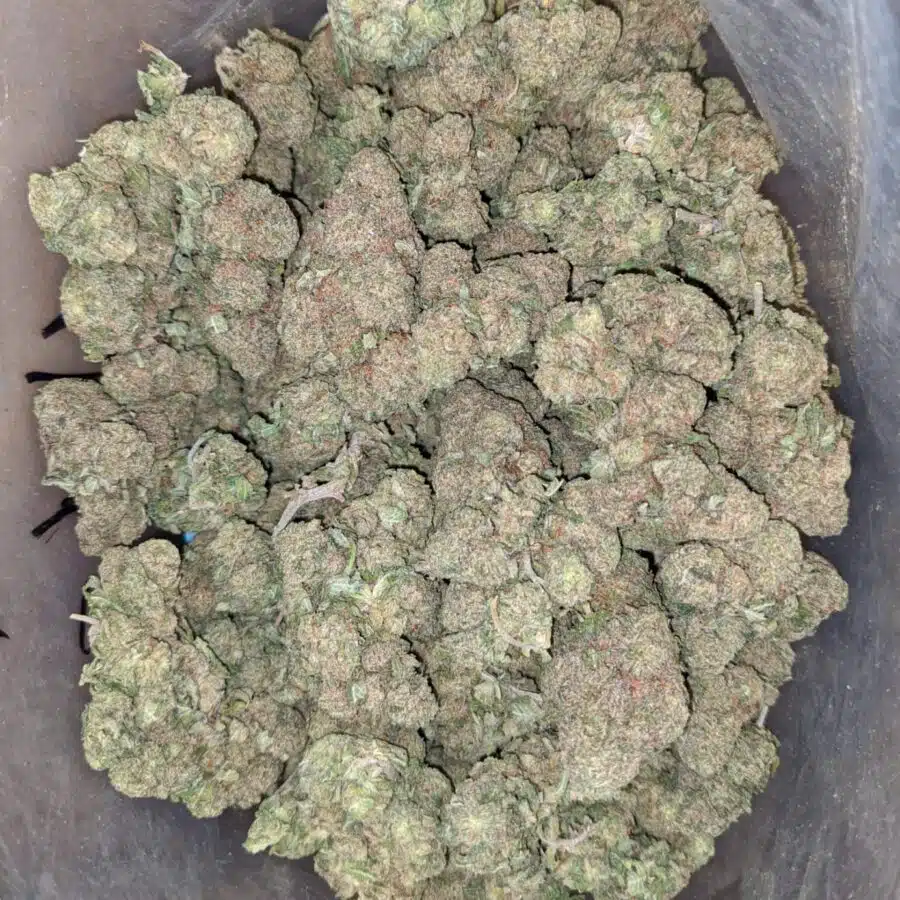 Island skunk 4 I Island Skunk