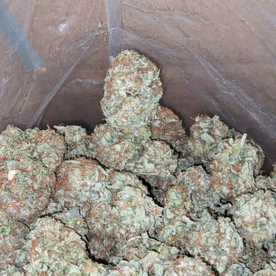 Kush Og 4 I OG Kush