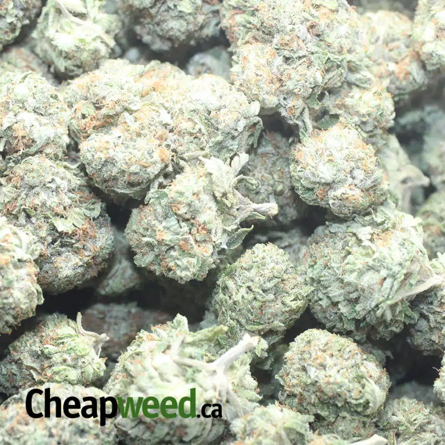 PINK BUBBA KUSH 1 I Pink Bubba Kush