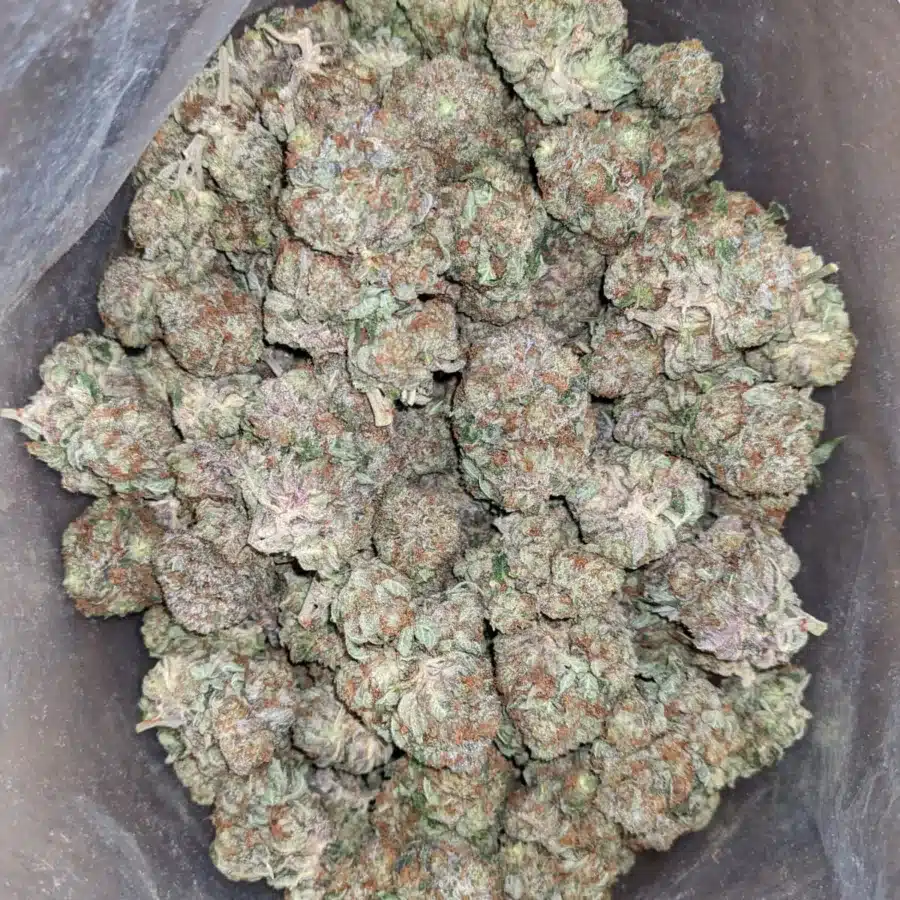 Pinetar 3 1 I Pinetar #2
