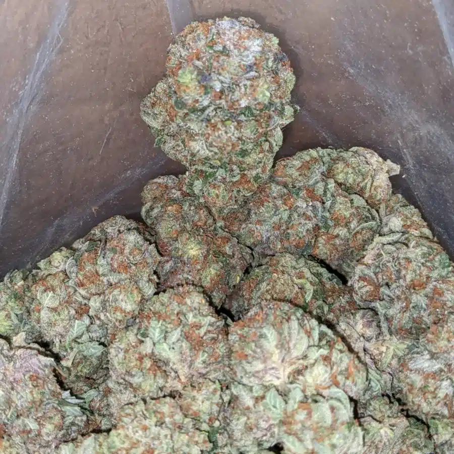Pinetar 4 2 I Pinetar #2