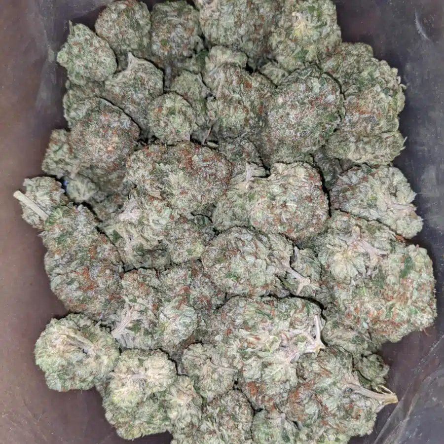 Pink Bubba Kush 1 I Pink Bubba Kush