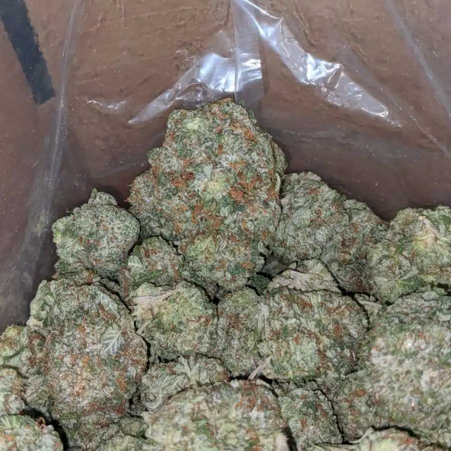 Pink Bubba Kush 2 I Pink Bubba Kush