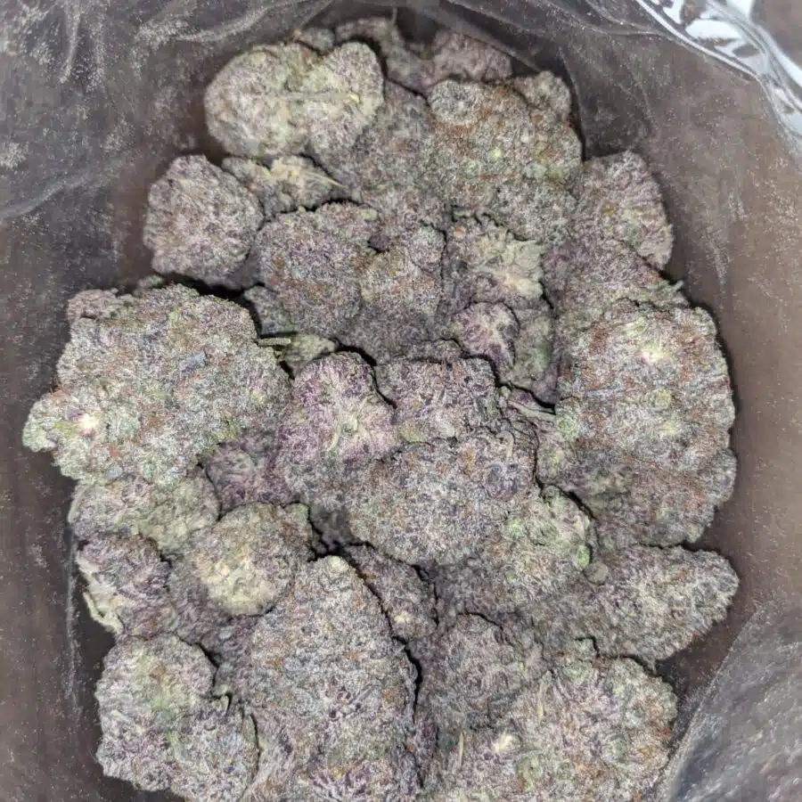 Purple God 3 I Purple God
