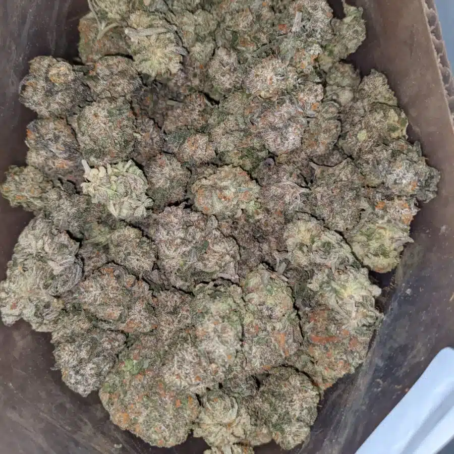 Runtz 2 I $ 42 Oz - Runtz