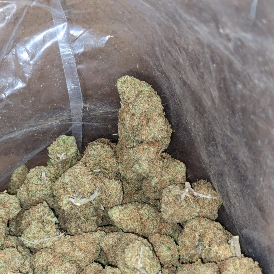 Sunset Sherbert - Image 3