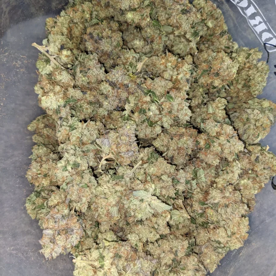 Critical Kush - Image 7