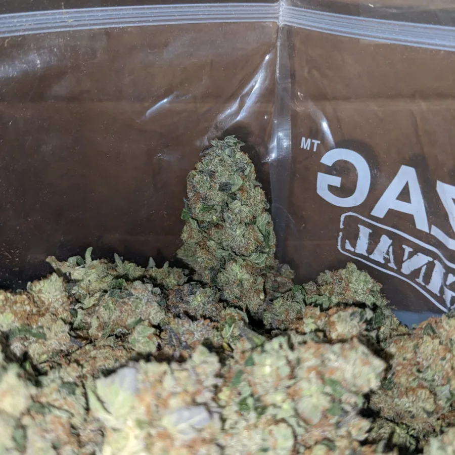 Alternative view of Critical Kush