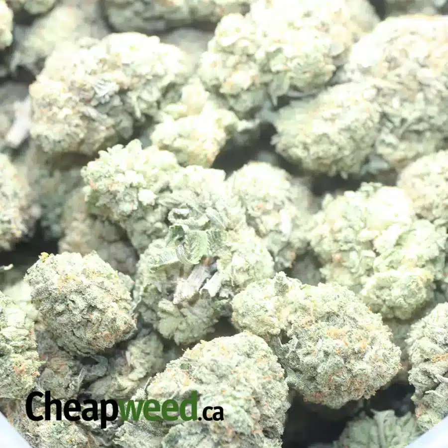 GUMBO 1 1 I $ 50 Oz - Gumbo