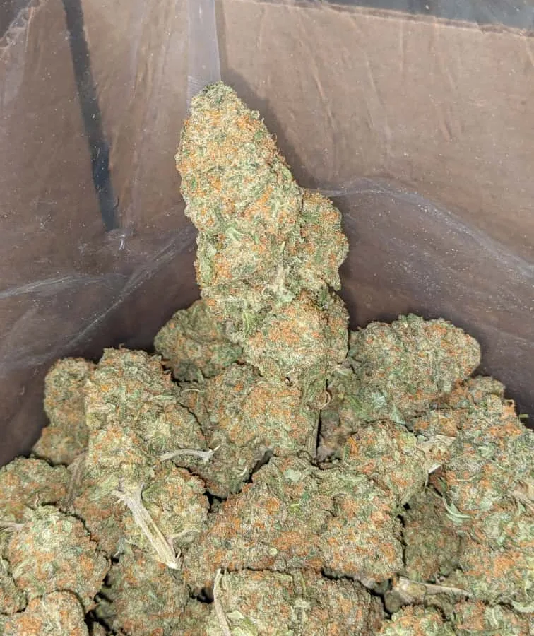 GreenFarm Animal Cookies 1 1 I Greenfarm's Animal Cookies