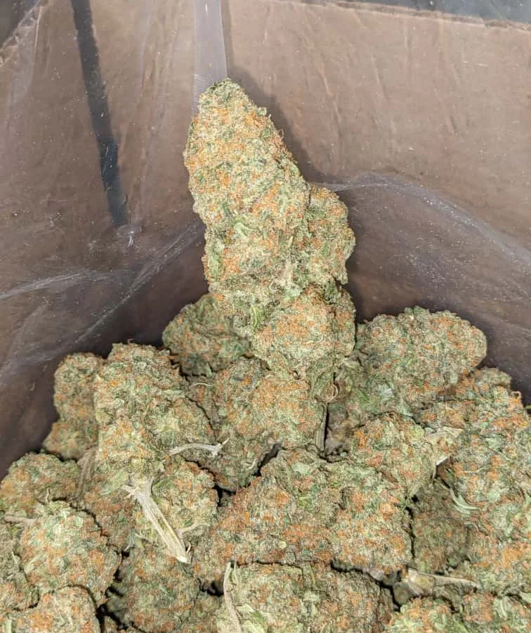 GreenFarm Animal Cookies 4 I Greenfarm's Animal Cookies