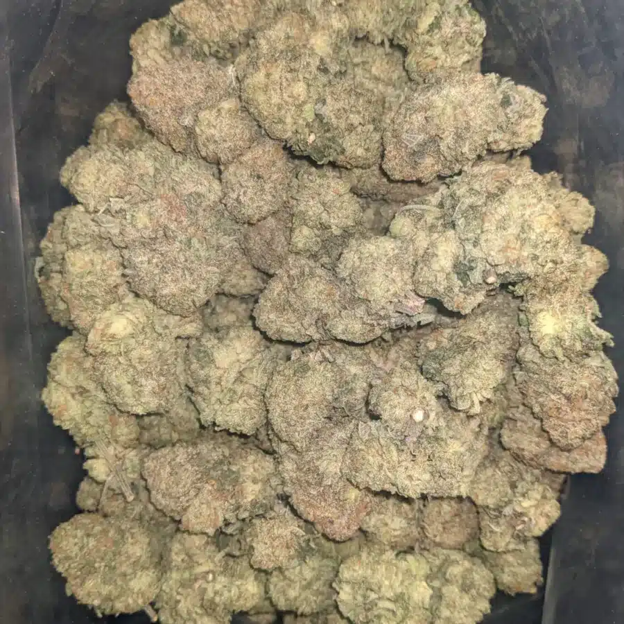 Gumbo 1 I $ 50 Oz - Gumbo