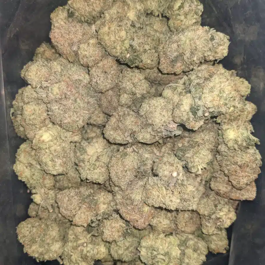 Gumbo 2 I $ 50 Oz - Gumbo