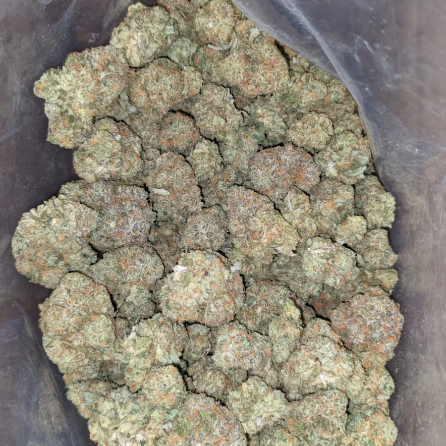 Gumbo 3 2 I Gumbo