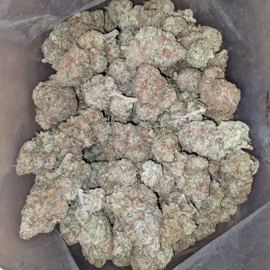 Hashplant 1 I Hashplant