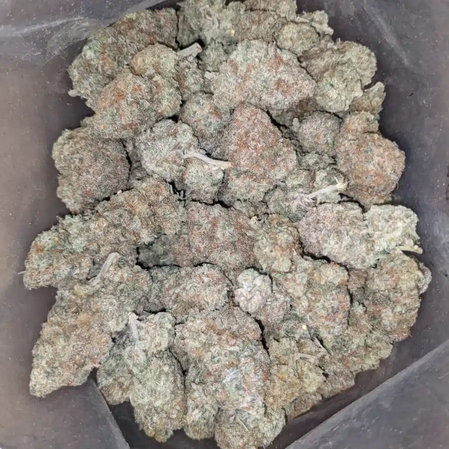 Hashplant 2 I Hashplant