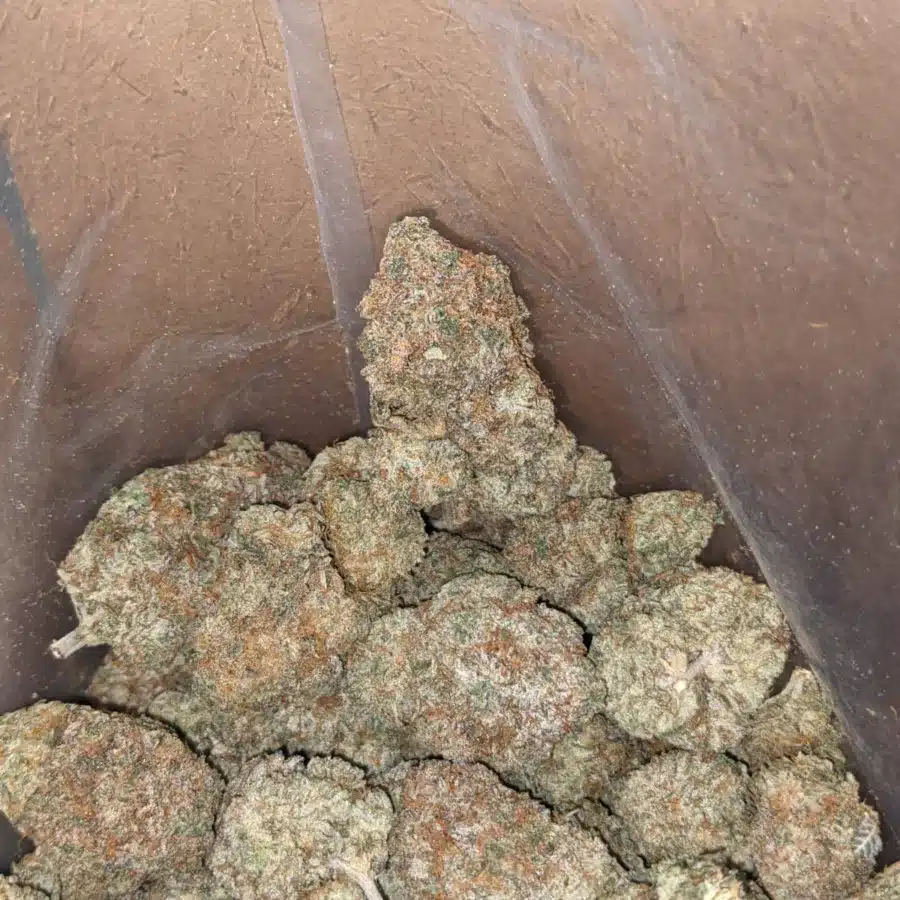 Hashplant 4 I Hashplant