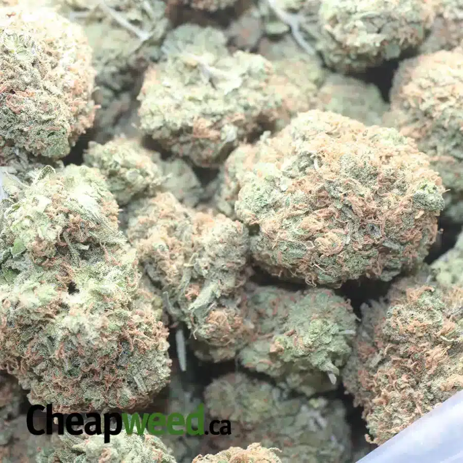 MIMOSA 1 I $ 47 Oz - Mimosa