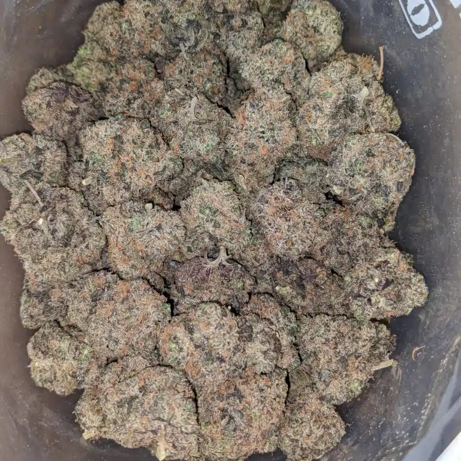 PURPLE SKUNK 1 I Purple Skunk