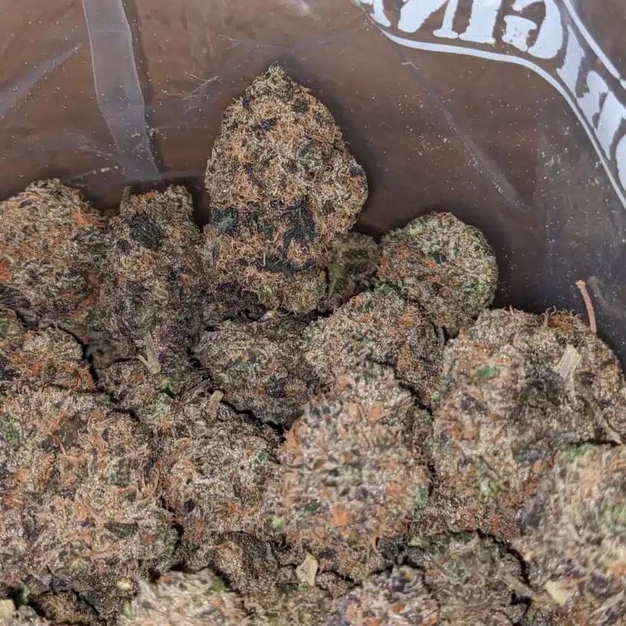 PURPLE SKUNK 2 I Purple Skunk