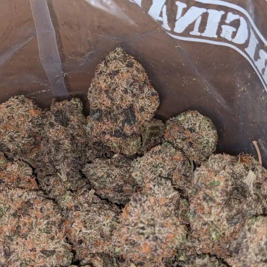 PURPLE SKUNK 4 I Purple Skunk
