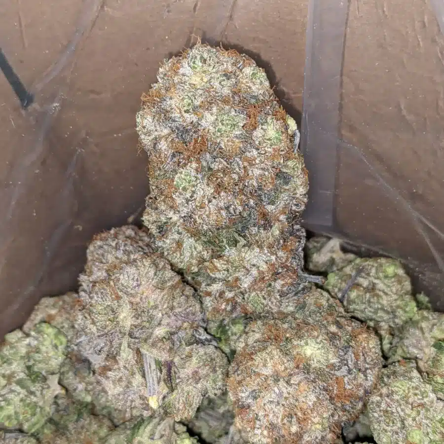 Rockstar tuna 1 I Rockstar Tuna