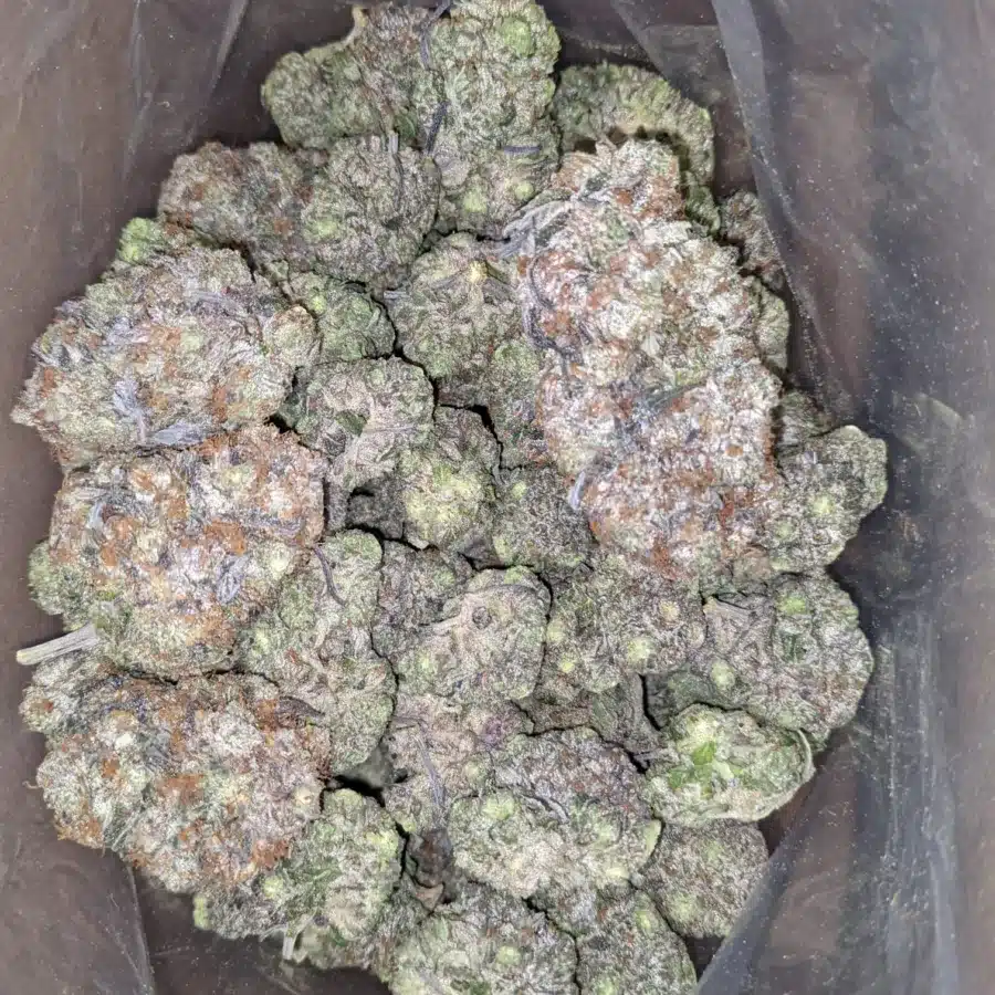 Rockstar tuna 2 I Rockstar Tuna