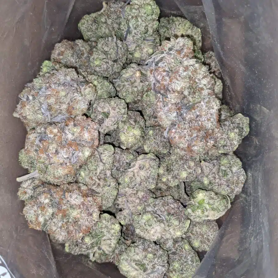 Rockstar tuna 3 I Rockstar Tuna